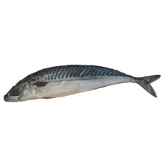 Salt Mackerel with Head